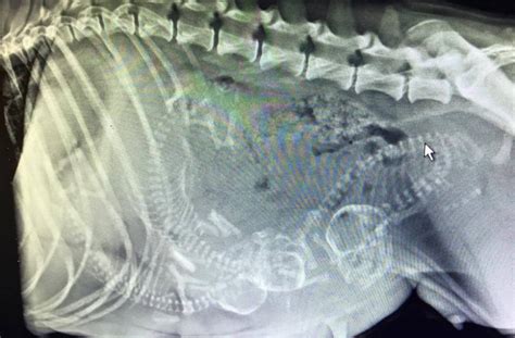 dog knot x ray|wife & dog x.